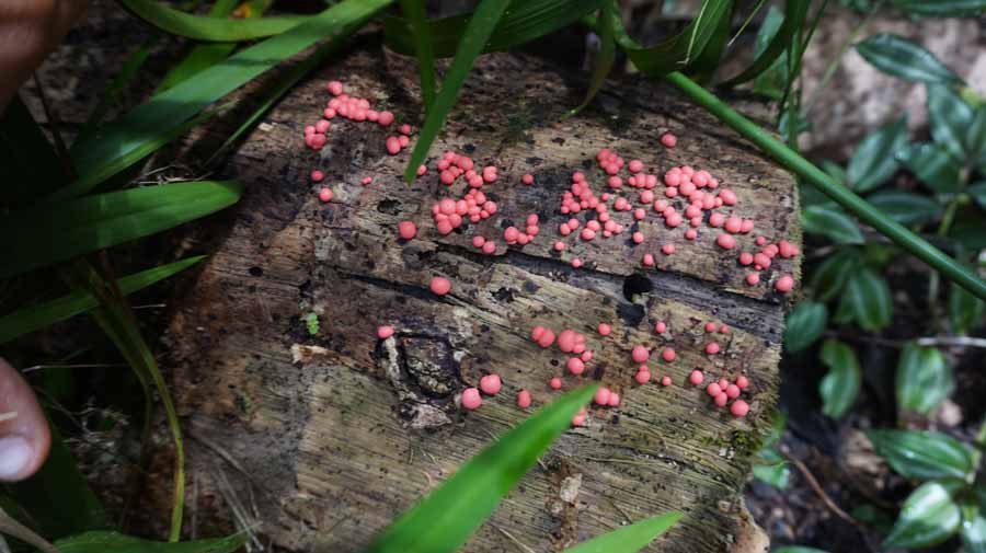 Таити-древесные грибы